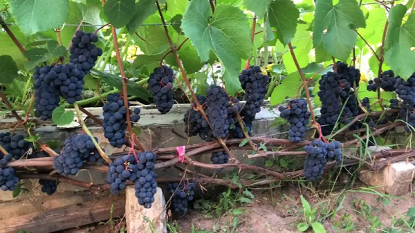 Технический сорт винограда Зилга для выращивания практически в любых регионах